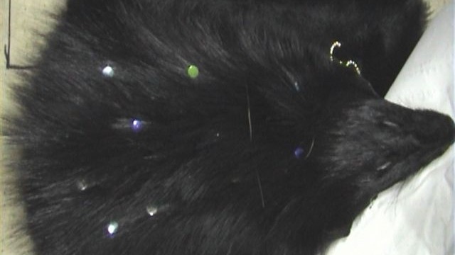 collection 4 struds+strass lights on fox
